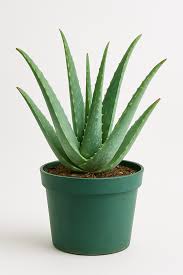 aloevera plant