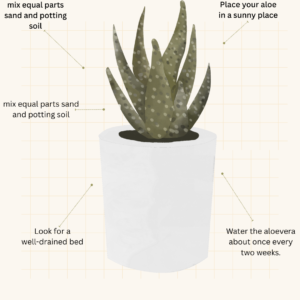 aloevera plant