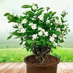 jasmine plant
